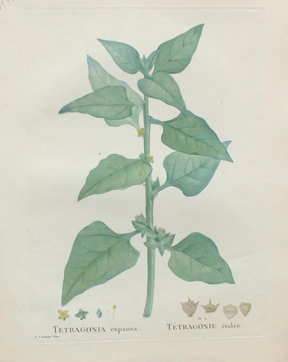 Tetragonia expansa
